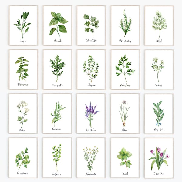 Herb Print Set of 20 · Herb Printables · Kitchen Printables · Watercolor Herb Set Wall Signs, Oregano Sage Rosemary Basil · Digital Files