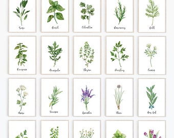 Herb Print Set of 20 · Herb Printables · Kitchen Printables · Watercolor Herb Set Wall Signs, Oregano Sage Rosemary Basil · Digital Files