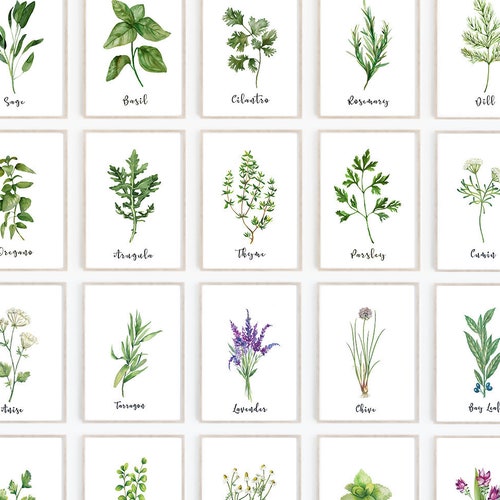 Herb Print Set of 20 Herb Printables Kitchen Printables - Etsy