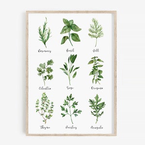 Könnte beinhalten: Eine Aquarell-Illustration von neun verschiedenen Kräutern, darunter Rosmarin, Basilikum, Dill, Koriander, Salbei, Oregano, Thymian, Petersilie und Rucola. Jedes Kraut ist mit seinem Namen beschriftet.