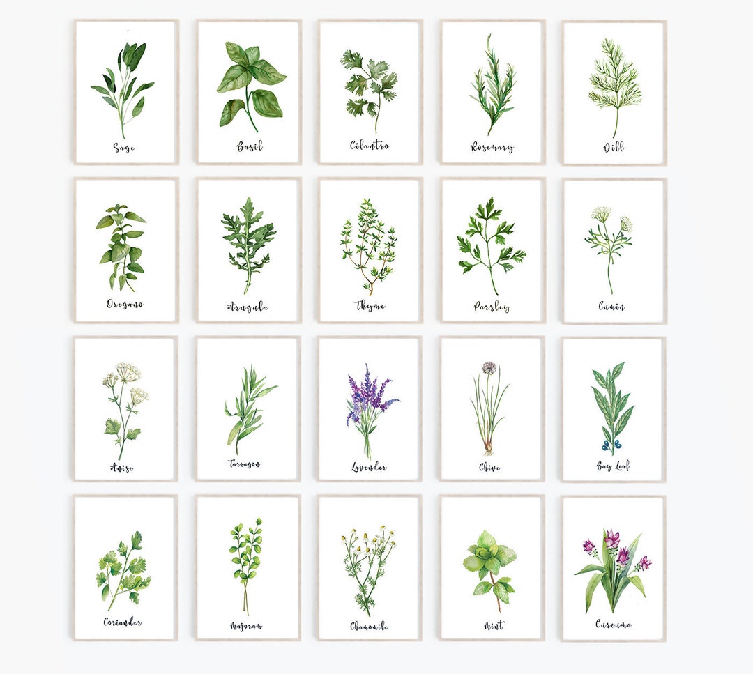 Herb Print Set of 20 · Herb Printables · Kitchen Printables ...