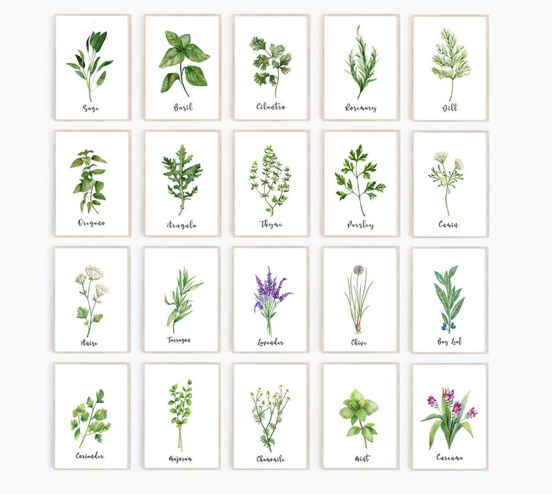Herb Print Set of 20 Herb Printables Kitchen Printables - Etsy