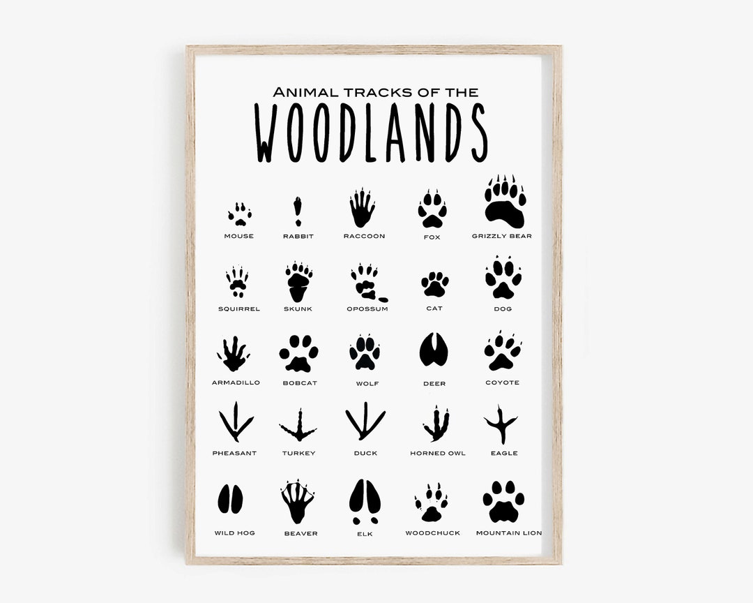 Animal Tracks Print · Animal Tracks of the Woodland Printable · Animal ...