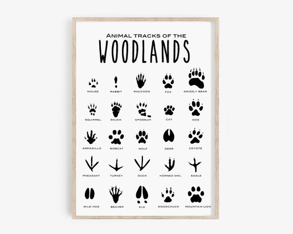 Animal Tracks Print Animal Tracks of the Woodland Printable - Etsy Animal Tracks Print Animal Tracks of the Woodland Printable - Etsy