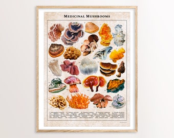 Medicinal Mushrooms Poster Print • Antique Botanical Art • Retro Fungus Prints • Vintage Mushrooms, Identification Reference Guide, Mycology