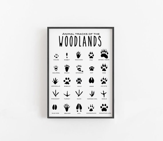 Common Animal Tracks Identification Chart (Hidden Tracks) | Greeting Card