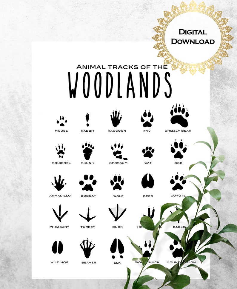 Animal Tracks Print Animal Tracks of the Woodland Printable | Etsy