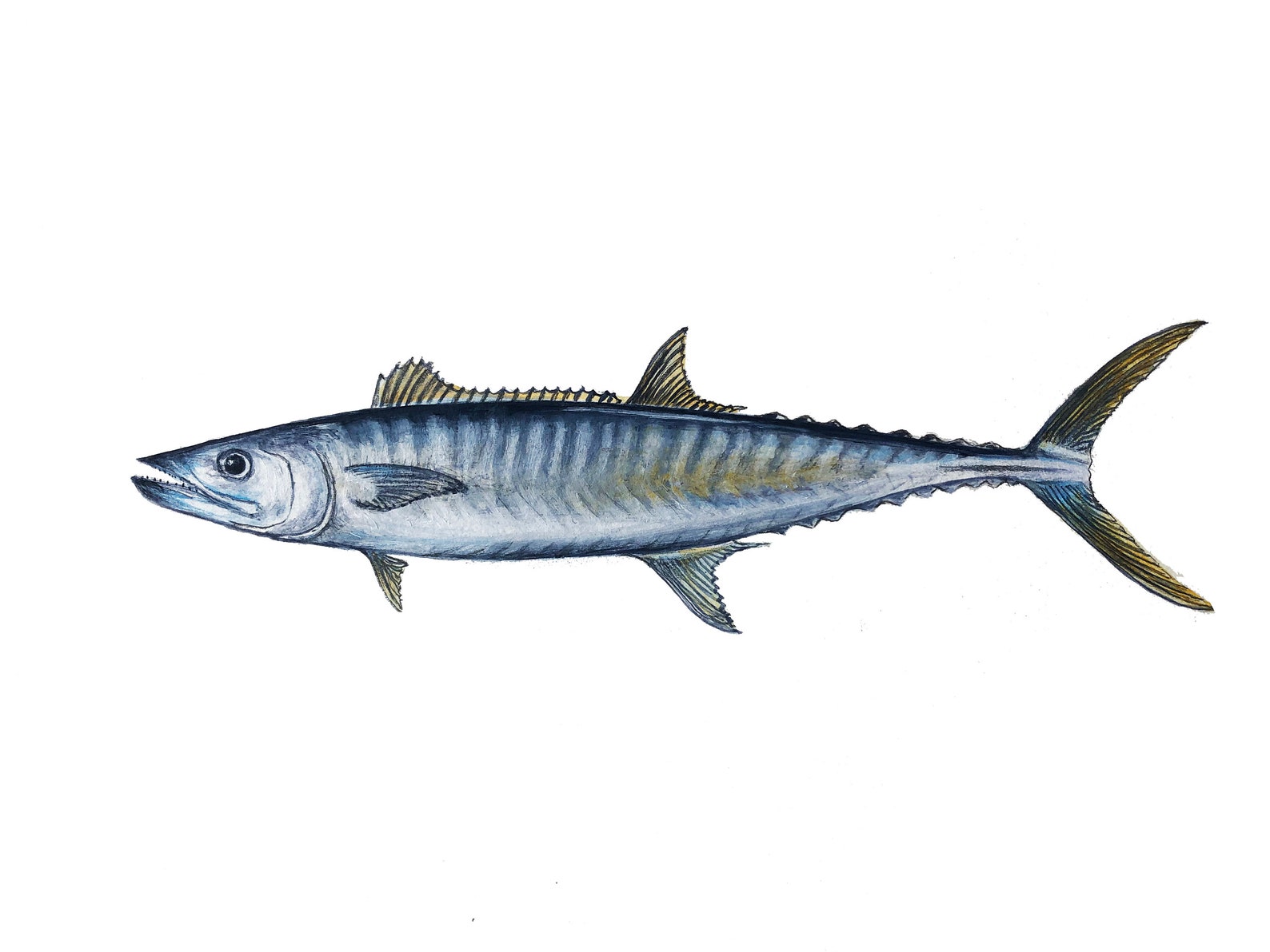 King Mackerel, Acrylic Art, 18x12, Original Art Etsy