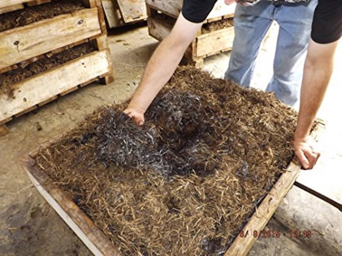 Crimini Portabella Baby Bella Mushroom Growing Kit Easy Etsy