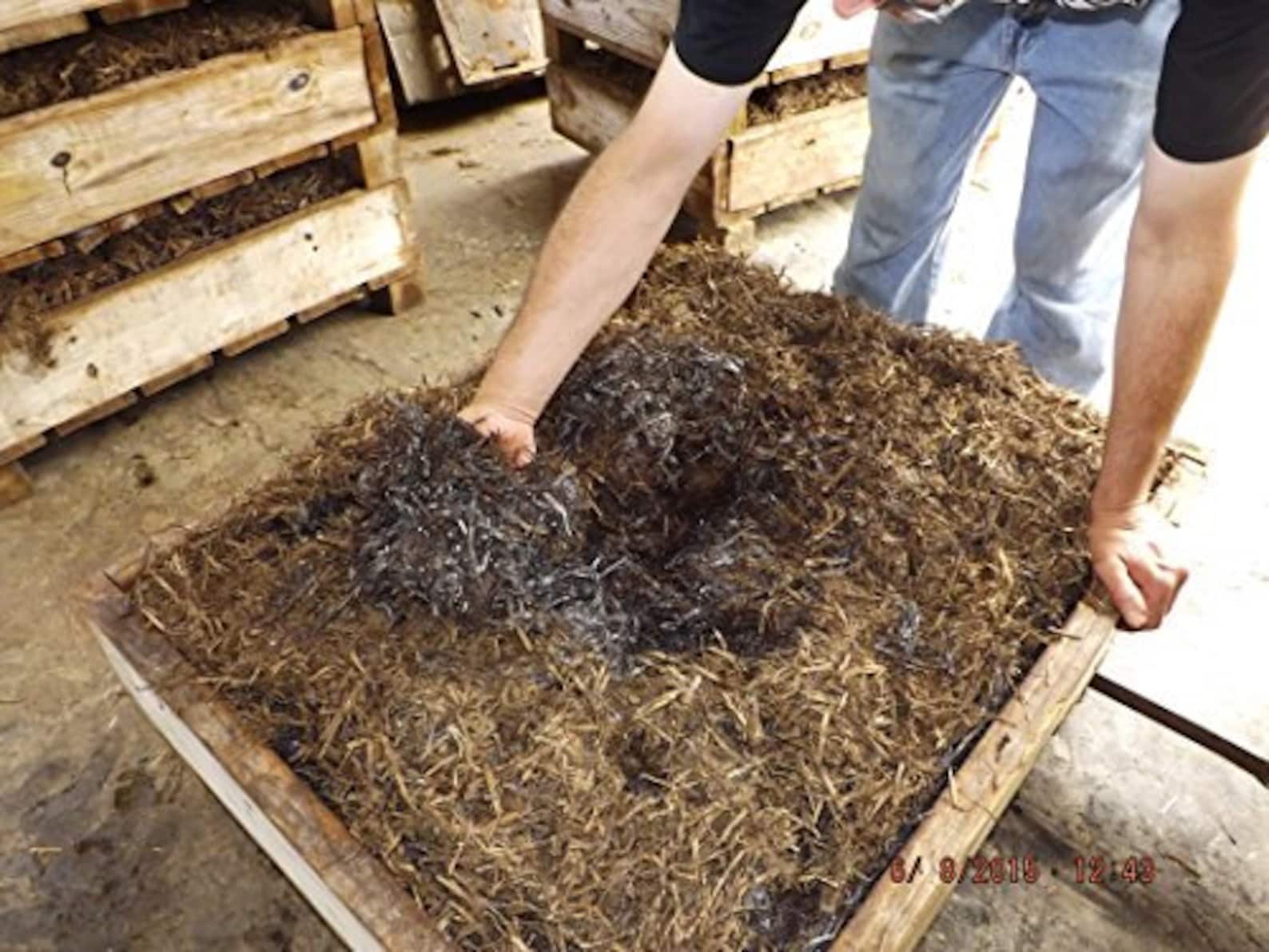 Crimini Portabella Baby Bella Mushroom Growing Kit Easy Etsy