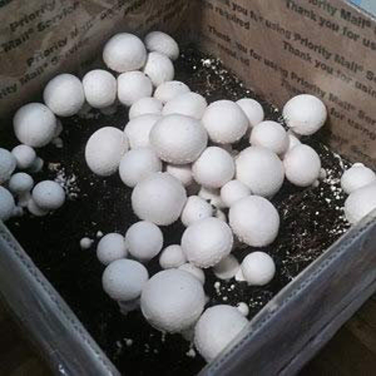 White Button Mushroom Growing Kit Makes It Easy to Grow Your Fresh