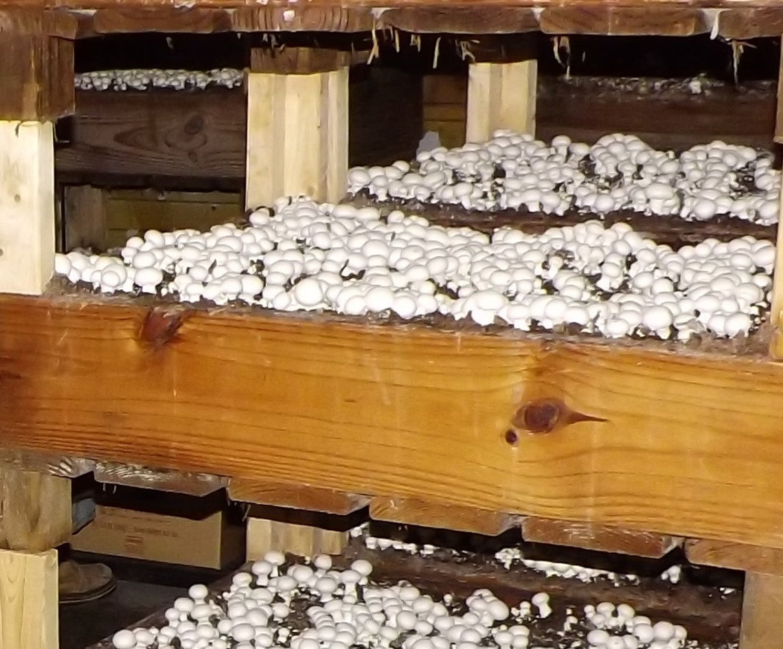 white button mushroom growing kits