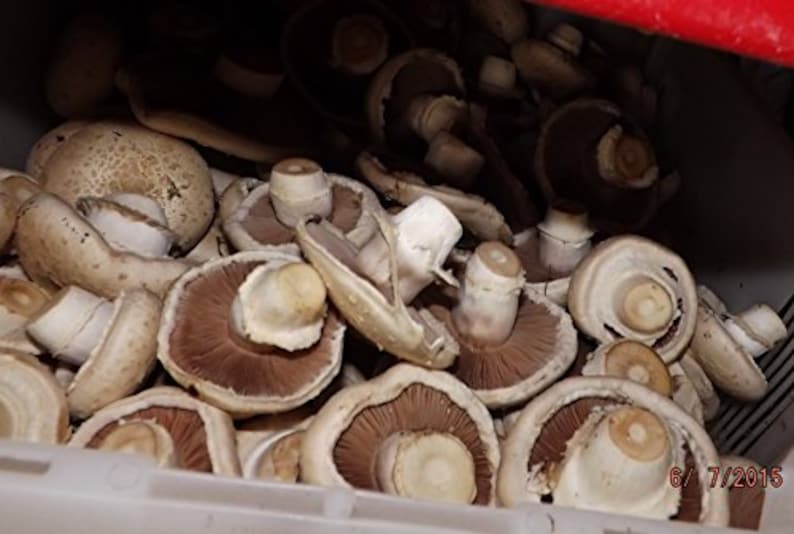 Crimini Portabella Baby Bella Mushroom Growing Kit Easy Etsy