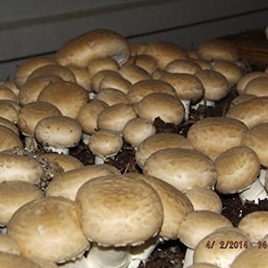 Crimini ~ Portabella ~ Baby Bella Mushroom Growing Kit - Easy to Grow Your own Fresh Mushrooms!