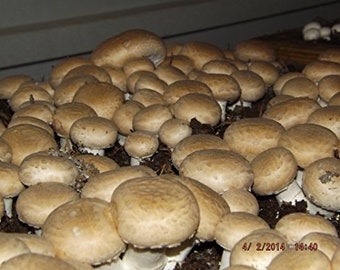 May include: A close-up shot of a large cluster of brown mushrooms with rounded caps and white stems. The mushrooms are growing in dark soil, suggesting a cultivated environment. The image is well-lit, highlighting the texture and color of the fungi.