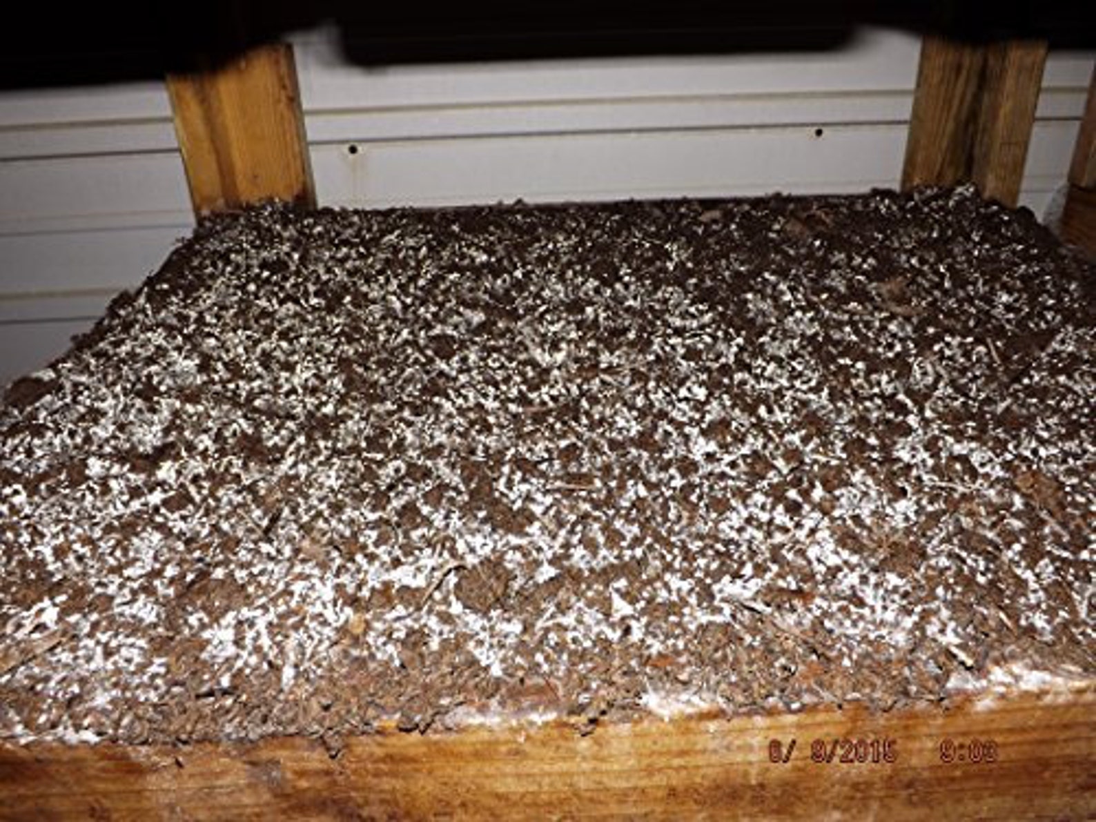 Crimini Portabella Baby Bella Mushroom Growing Kit Easy Etsy