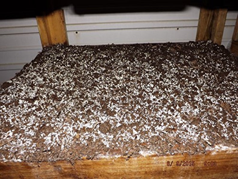 Crimini Portabella Baby Bella Mushroom Growing Kit Easy to Grow Your