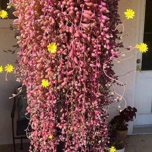 Ruby necklace hanging succulent
