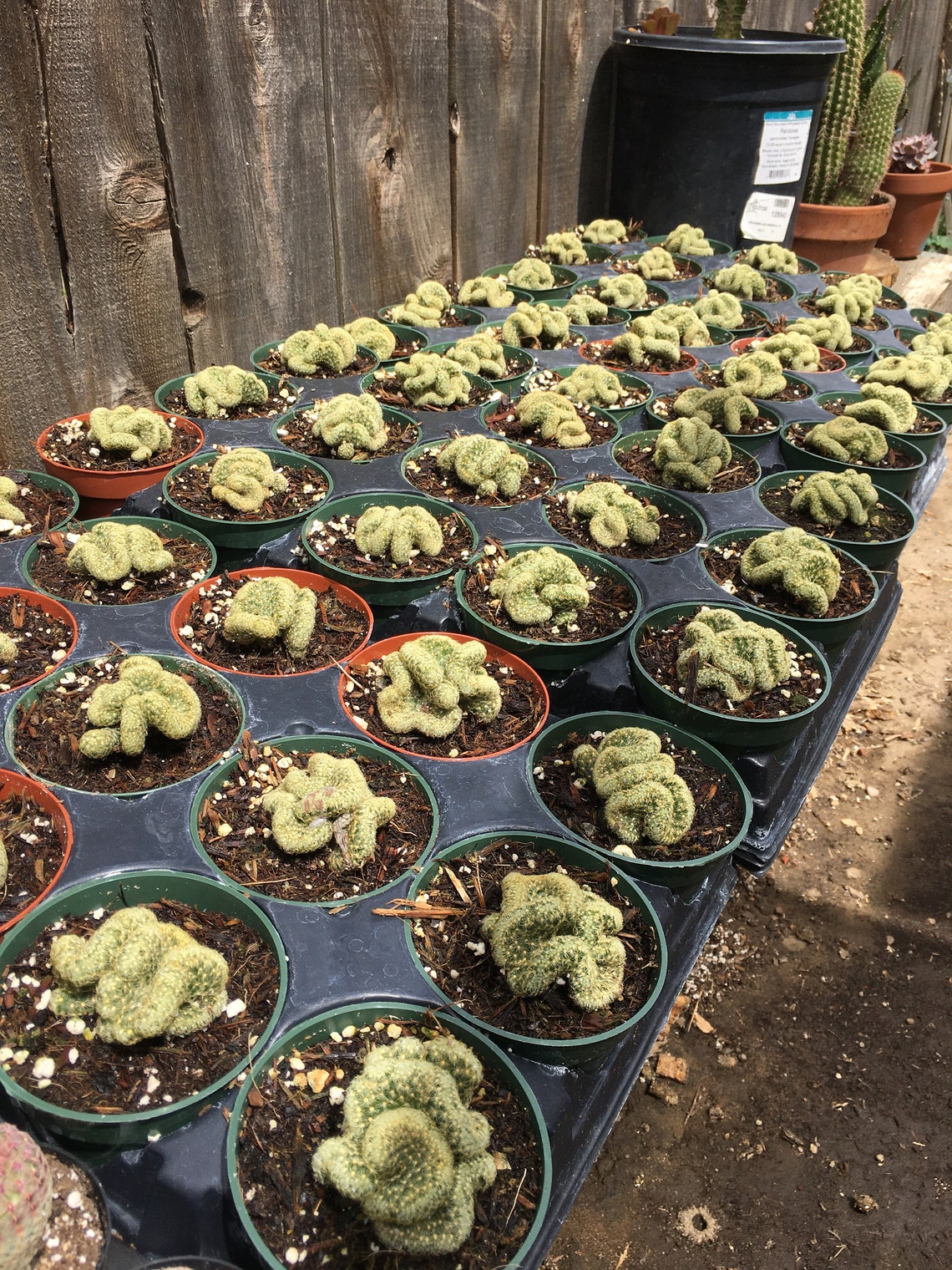 Rare Brain cactus Etsy