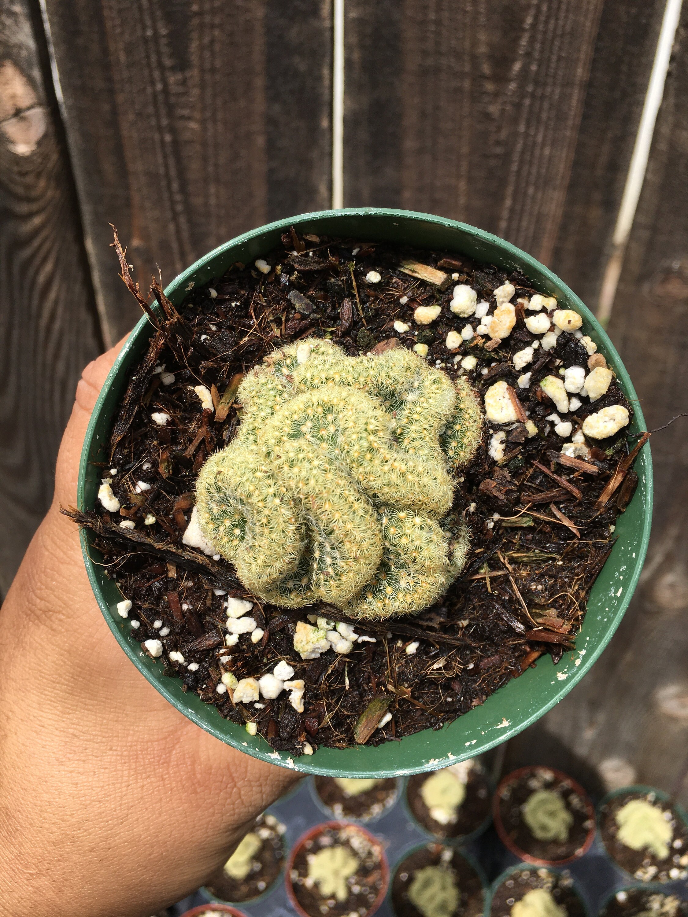 Rare Brain cactus Etsy