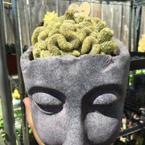 May include: A unique, gray face-shaped planter pot holding a brain cactus. The pot has closed eyes and a nose. The brain cactus is a light green color and has a tag that says "Brain".