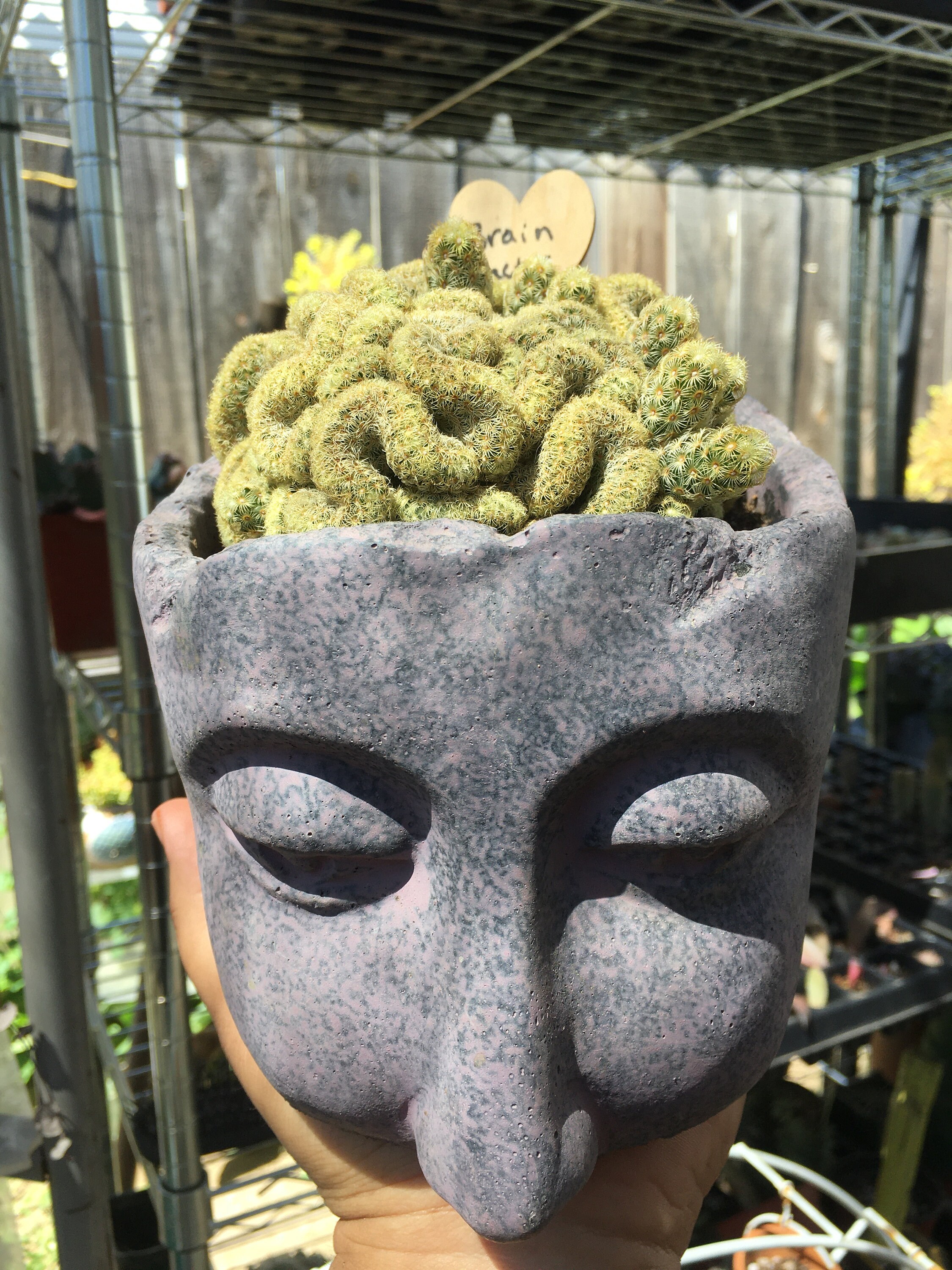 Rare Brain cactus Etsy