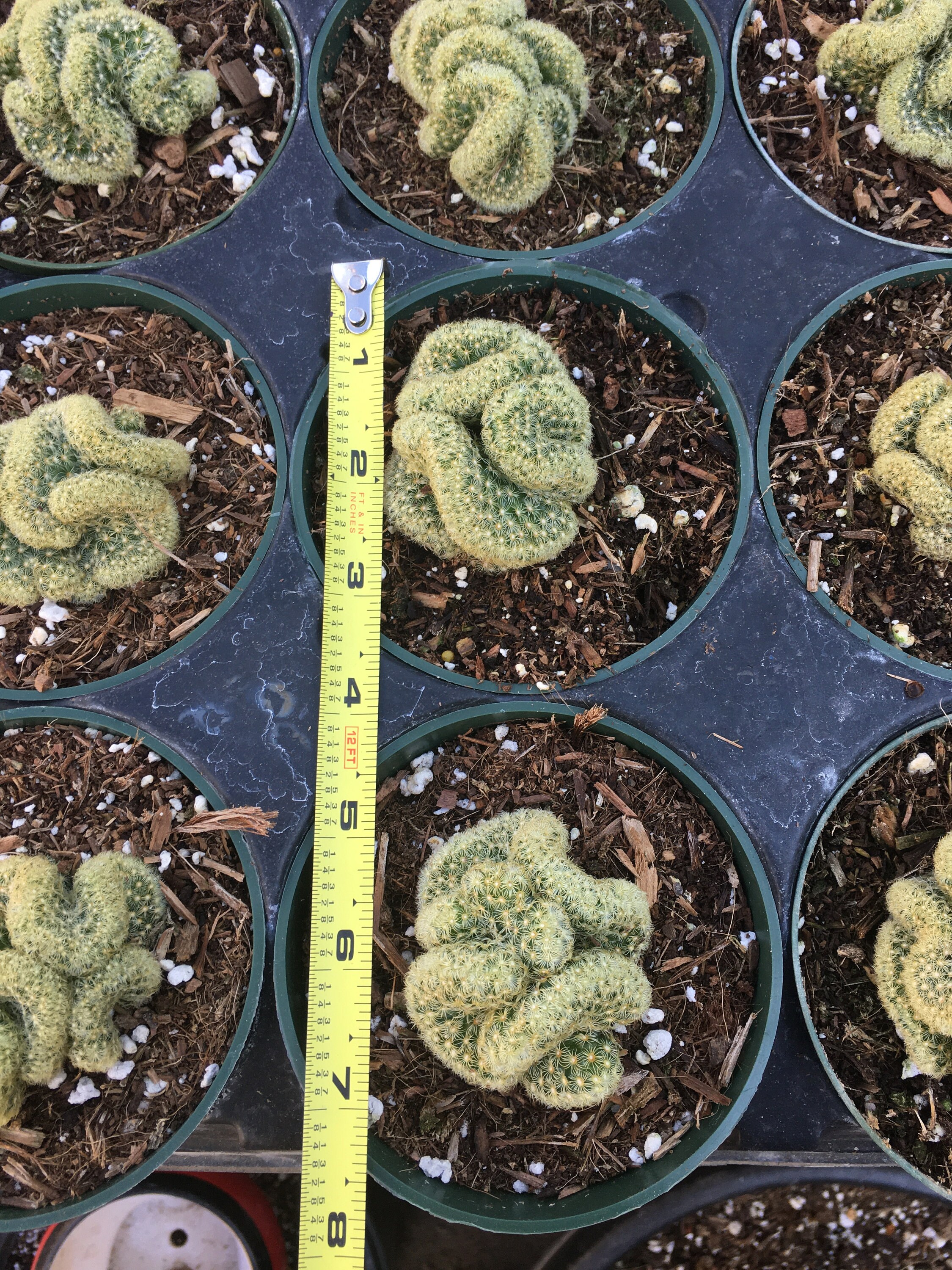 Rare Brain cactus Etsy