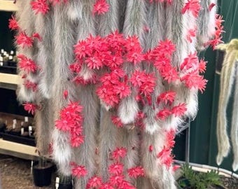 SUPER LONG Monkey tail cactus