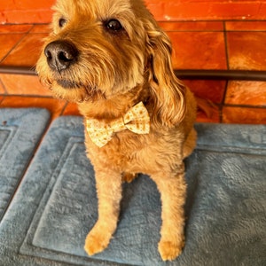 May include: A golden-brown dog wearing a cream-colored bow tie with a gold star pattern. The dog is sitting on a blue mat, with a blurred orange and brown background.