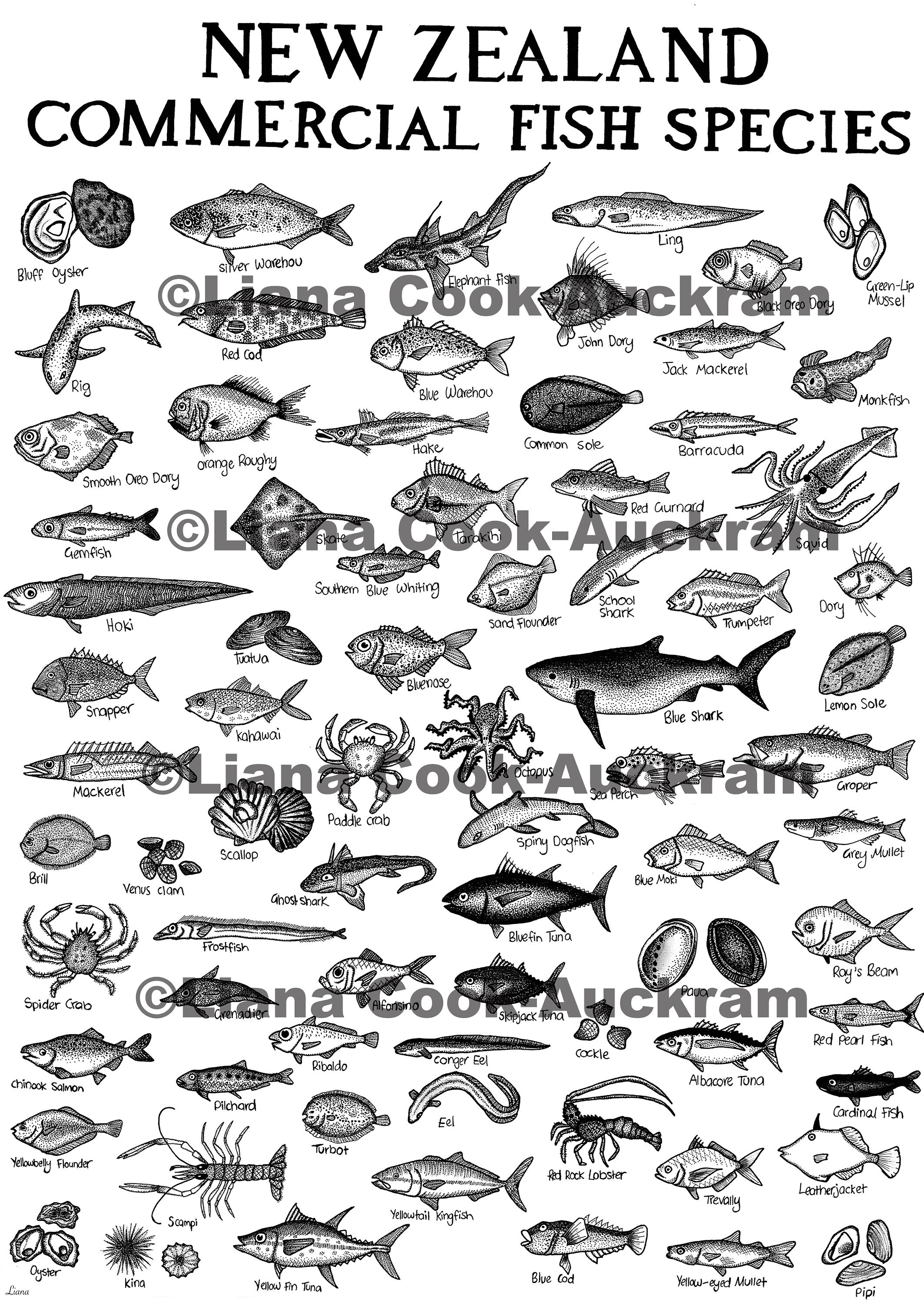 New Zealand Commercial Fish Poster Print Fish Prints Fish Etsy