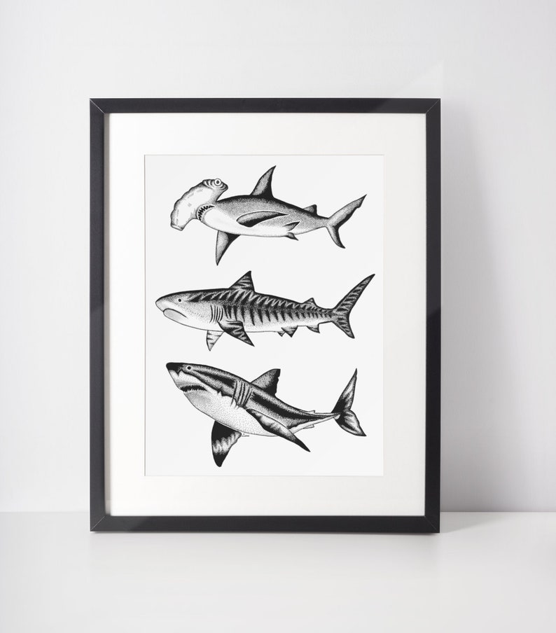 Shark Print Shark Prints Shark Art Print Shark Decor Etsy
