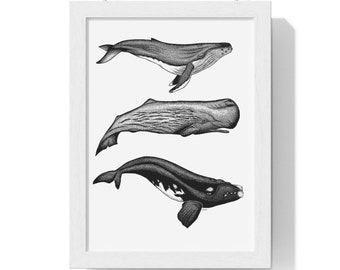 Impression baleine de Nouvelle-Zélande - Impressions baleines, impression d'art baleine, impression déco baleine, art mural baleine