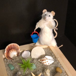 Beach Zen Garden Mouse/ Mouse Taxidermy/Office desk Decor/ sand box zen