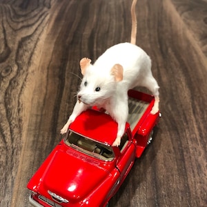 Red Classic Truck/Mouse Taxidermy/Car Collector