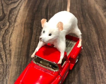 Red Classic Truck/Mouse Taxidermy/Car Collector