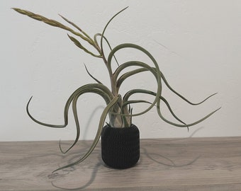 Modern Air Plant Display: Geometric Desk Planter with Live Tillandsia