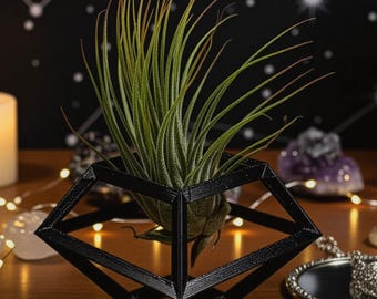 Diamond Air Plant Holder: Black Geometric Tabletop Planter with Live Tillandsia