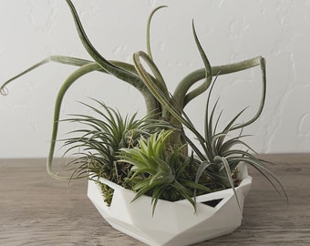 Futuristic Air Plant Arrangement: Modern Geometric Planter with Live Tillandsia