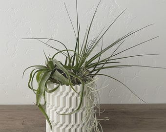 Modern Air Plant Arrangement: 3D Printed Planter with Live Tillandsia