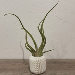 May include: A green air plant with long, thin leaves growing in a white, textured ceramic pot.