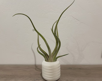 Modern Wave Air Plant Planter with Live Tillandsia Caput-Medusae