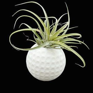 Jardinera de pelotas de golf única con planta de aire - Regalo de golf perfecto para hombres para él - Decoración de golf interior - Ideal para la oficina en casa