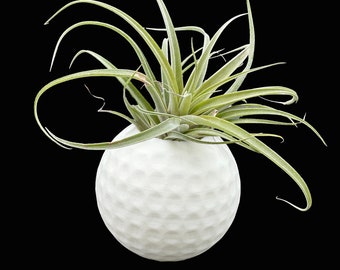 Golf Ball Planter Unique with Air Plant - Perfect Men's Golf Gift for him - Indoor Golf Decor - Ideal for Home Office