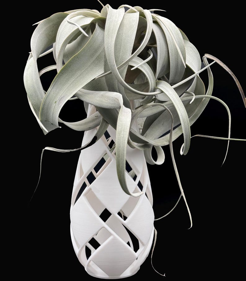 XXL Tillandsia Air Plant Display: Modern Vase Planter - Thumbnail 2