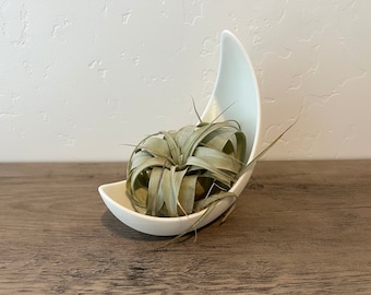 Moon Air Plant Planter: Modern Desktop Decor with Live Tillandsia