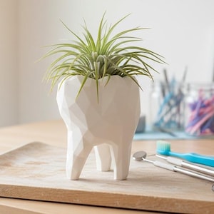 Tooth Air Plant Planter: XL Dentist Office Decor with Live Tillandsia