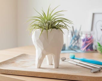 Tooth Air Plant Planter: XL Dentist Office Decor with Live Tillandsia