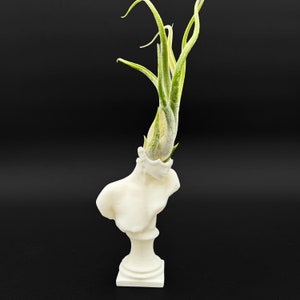 May include: A white plaster bust with a green air plant growing out of the top of its head.