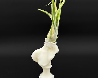 Cthulhu Tentacle Woman Planter with Live Airplant