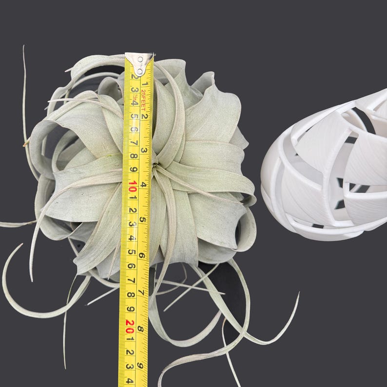 XXL Tillandsia Air Plant Display: Modern Vase Planter - Thumbnail 5